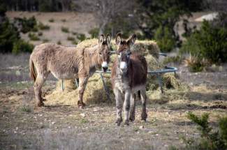 Livestock