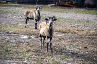 Livestock rams