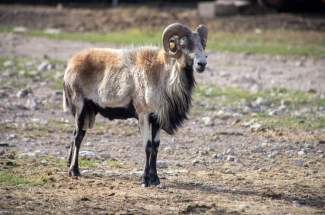 Livestock rams