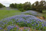 20150412_bluebonnets-on-pipeline