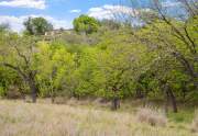 Pecan trees