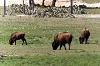 1_bison