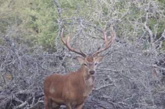 stag