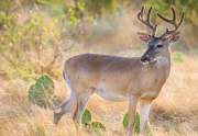 deer-individual