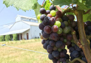 Winery Grapes