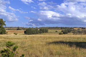 40 acre ranch land for sale best deal in Fredericksburg