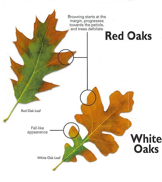 Oak wilt in Fredericksburg Tx and the Texas Hill Country