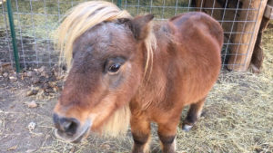 mini-pony