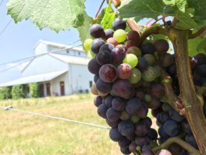 Winery Vineyard for sale Fredericksburg TX Location Map