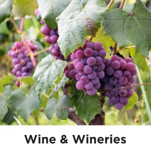 Wine & Wineries