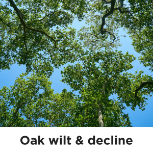https://www.mikestarks.com/oak-wilt-and-decline-in-fredericksburg-tx-and-the-texas-hill-country/