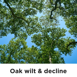 Oak wilt & decline