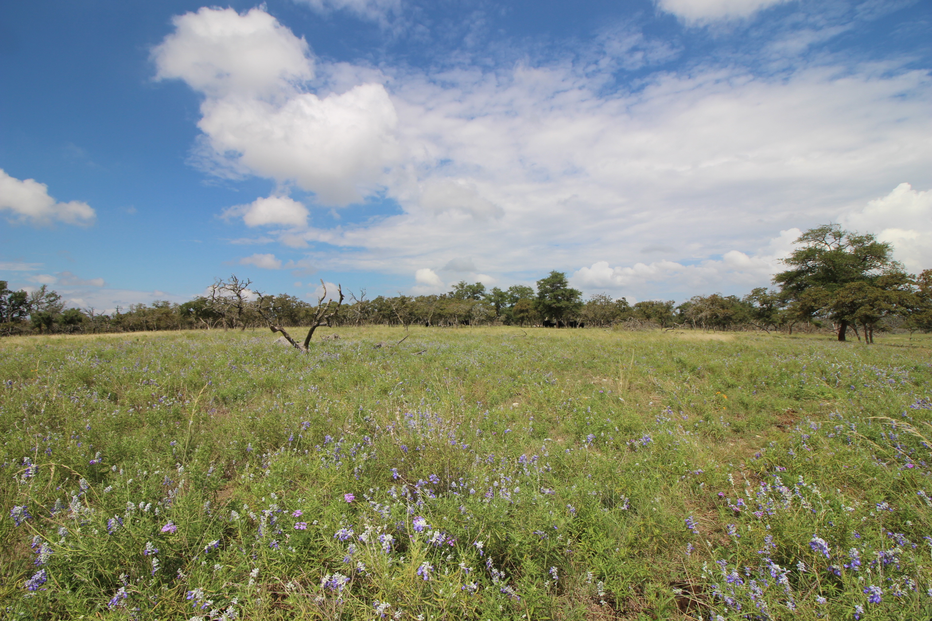 2967 Jung Rd Harper TX Land For Sale Photo Gallery