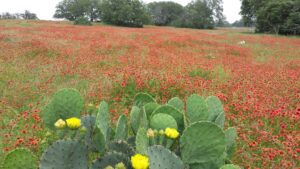 70 Acres Fredericksburg TX Photo Gallery